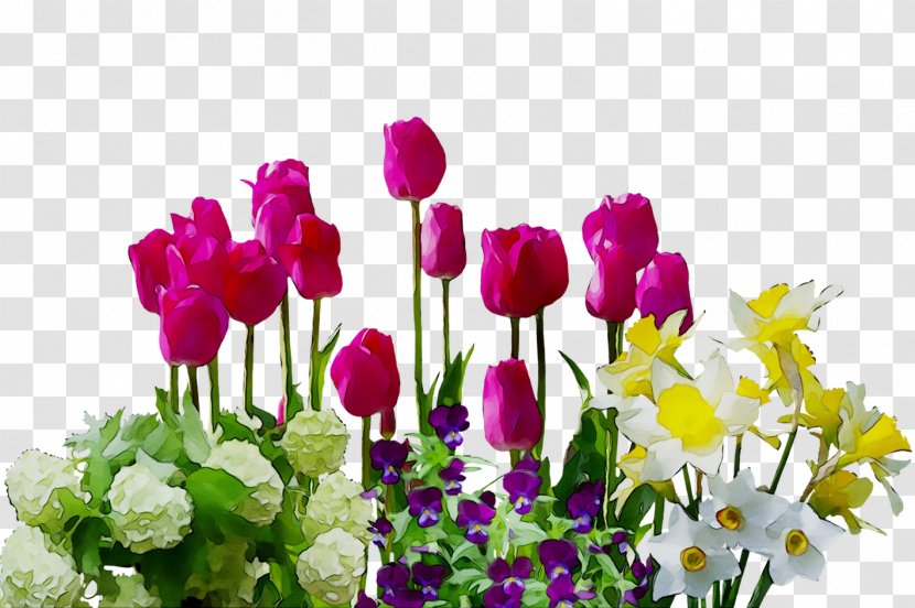 Clip Art Image Flower Garden Tulip - Roses Transparent PNG