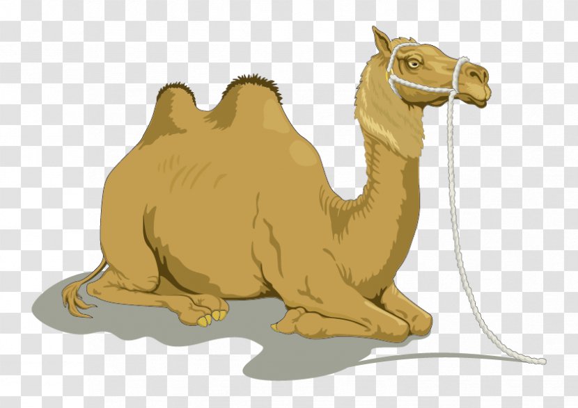 Dromedary Bactrian Camel Clip Art - Humour - Vector Transparent PNG