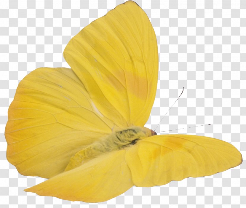 Butterfly Yellow Clip Art - Arthropod Transparent PNG