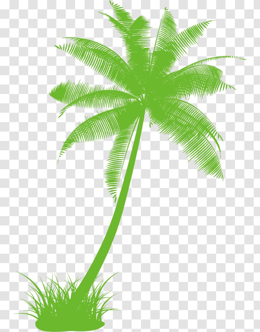 Arecaceae Drawing Tree Black And White Clip Art - Vector Painted Green Coconut Transparent PNG