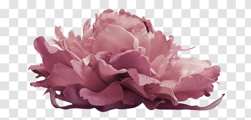 Flower Photography - Rose Order - Fairy Tale Transparent PNG
