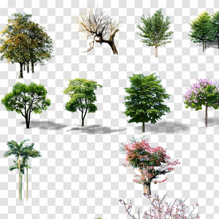 Trees - Flowerpot - Floral Design Transparent PNG