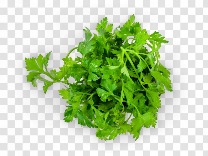 Parsley Arugula Stock.xchng Royalty-free Stock Photography - Symbol Transparent PNG