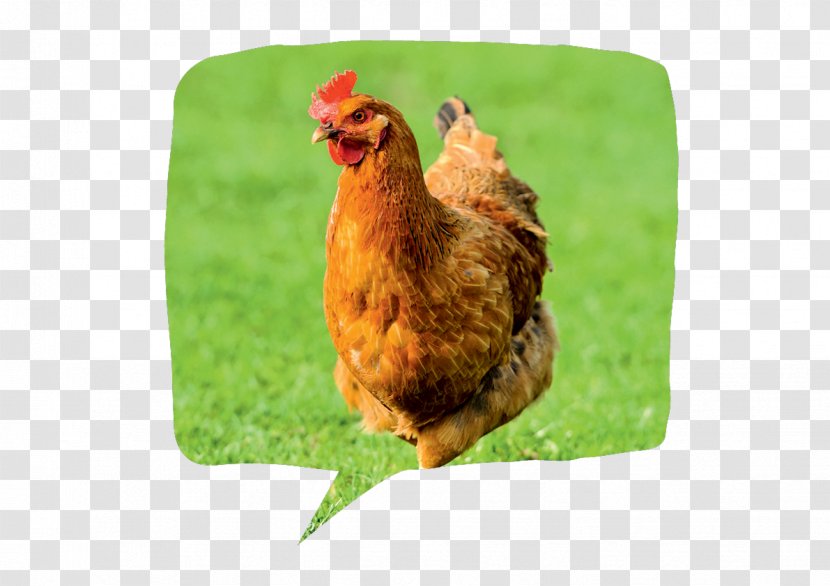 Rooster Chicken Manger Poultry Hen Transparent PNG