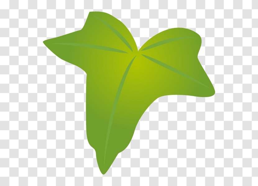 Illustration Leaf Boston Ivy Product Design - Green Transparent PNG