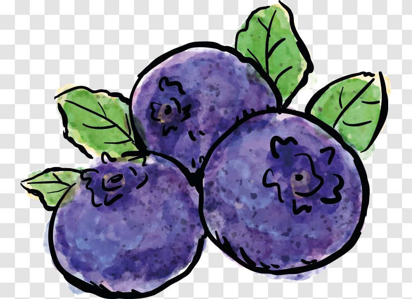 Blueberry Drawing Painting Photography - Bilberry Transparent PNG