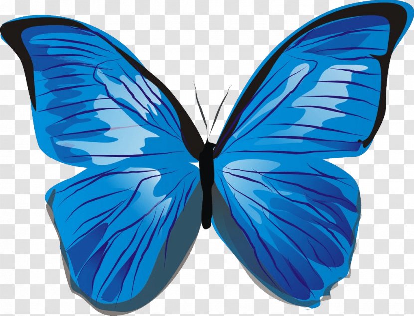 Butterfly Illustration - Symmetry - Blue Image Transparent PNG