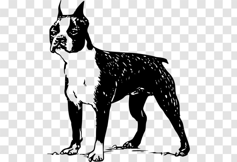 Boston Terrier Bull French Bulldog Jack Russell - Norfolk Transparent PNG