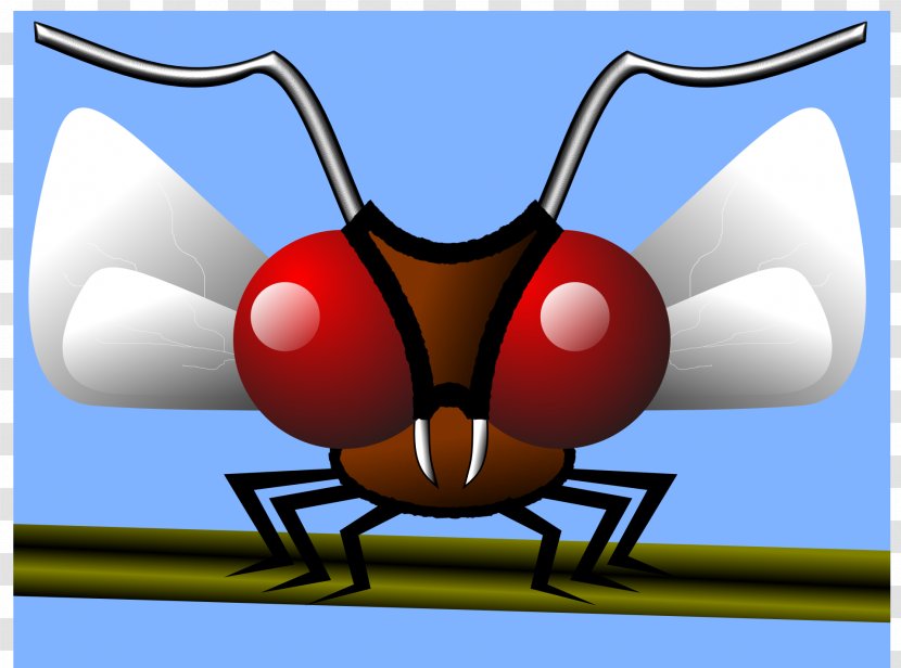 Mosquito Insect Gnat Transparent PNG