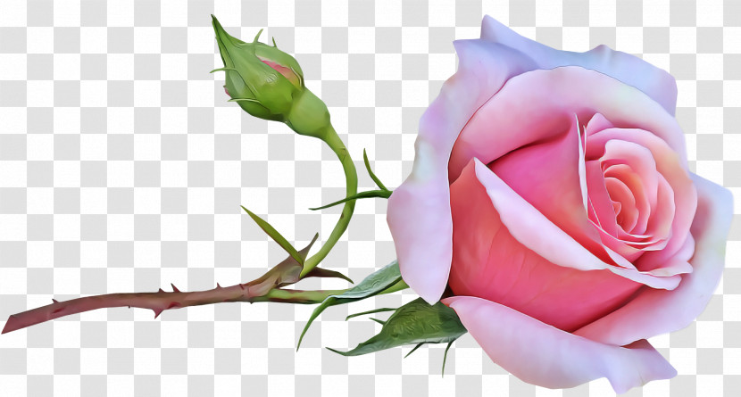 Garden Roses Transparent PNG