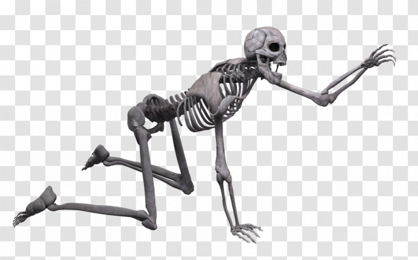Human Skeleton Skull Poser - Exoskeleton Transparent PNG