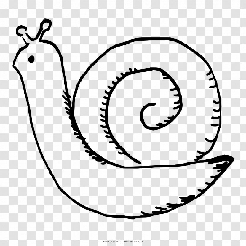 Snail Coloring Book Black And White Drawing Stylommatophora - Engraving - Simple Poster Transparent PNG