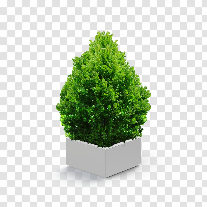 Shrub Tree DeviantArt Evergreen - Herb - Potted Plants Transparent PNG