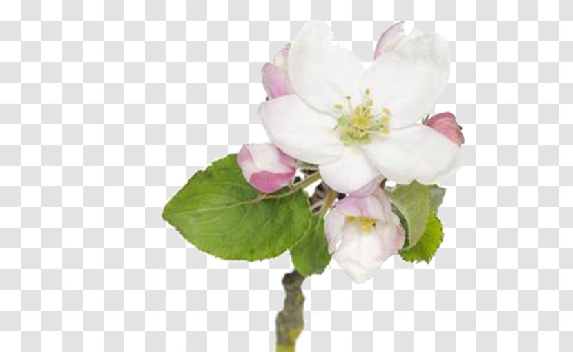 Blossom Apple Pie Flower - Floral Design - Green Flowers Transparent PNG