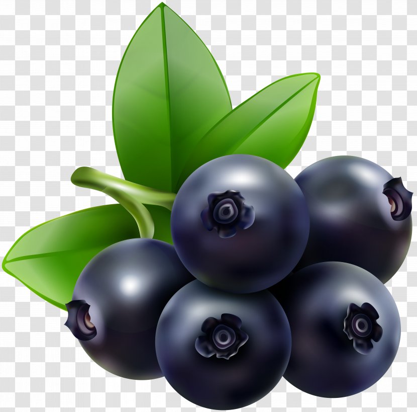 Blueberry Bilberry Huckleberry Clip Art Transparent PNG