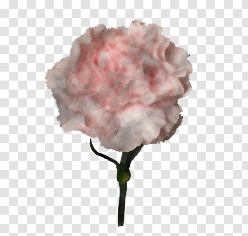 Carnation Cut Flowers Peony Petal Pink M Transparent PNG