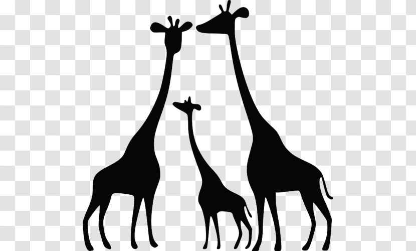 Giraffe Giraffidae Wildlife Black-and-white Adaptation Transparent PNG
