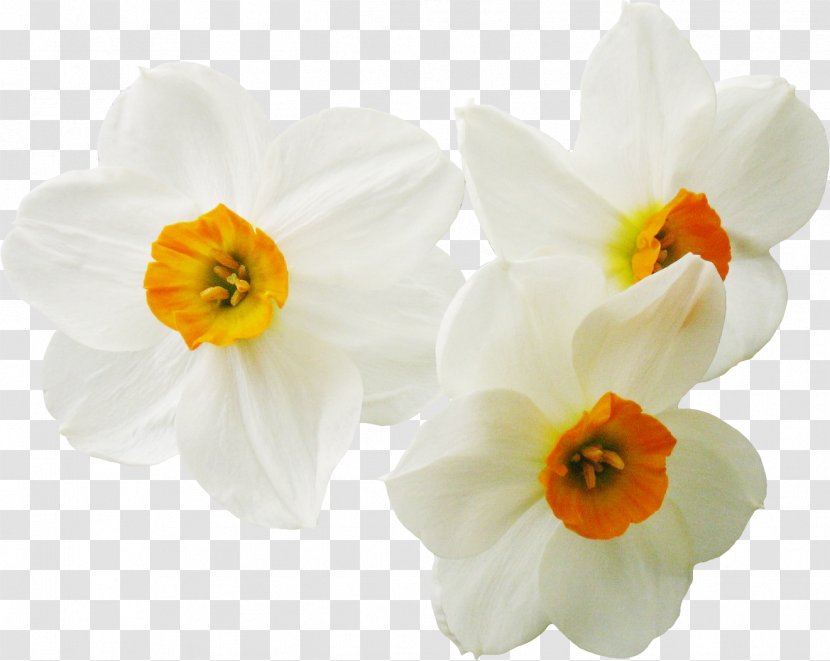 Daffodil Narcissus Flower Plant - Womens Day Transparent PNG