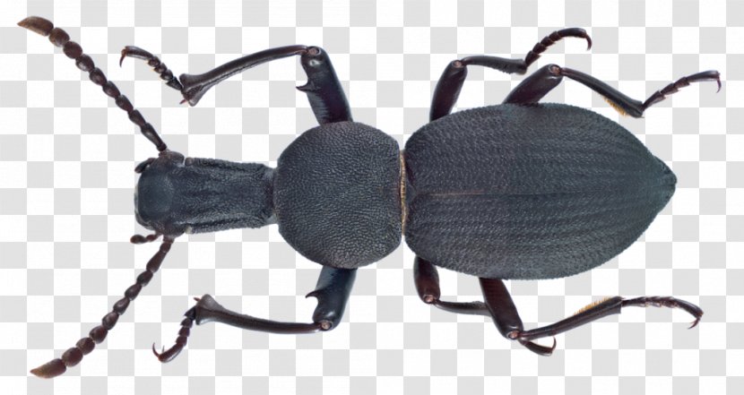 Darkling Beetle Insect - Ground Beetles Transparent PNG