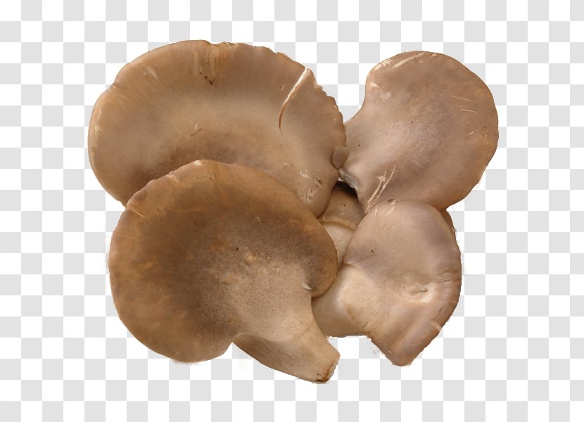 Maple Oyster Mushroom Food Abalone - Vegetable Transparent PNG