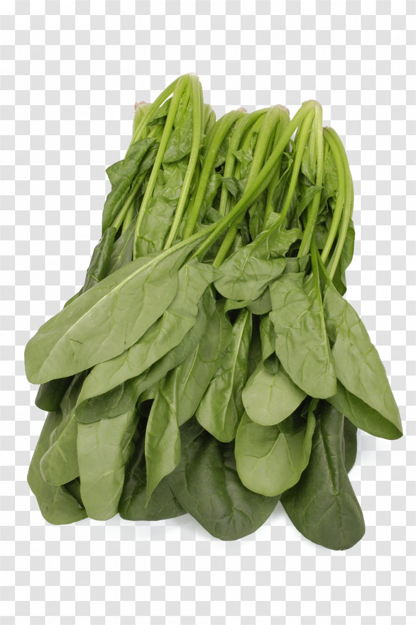 Spinach Leaf Vegetable - Basil - A Cabbage Transparent PNG