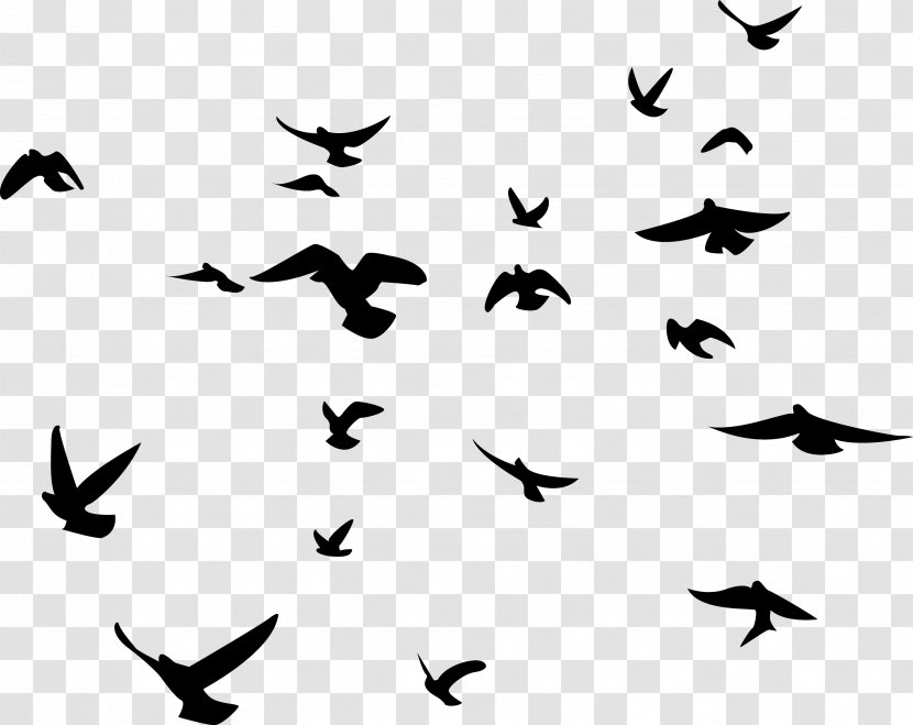 Flock Of Birds - Silhouette - Beak Calligraphy Transparent PNG