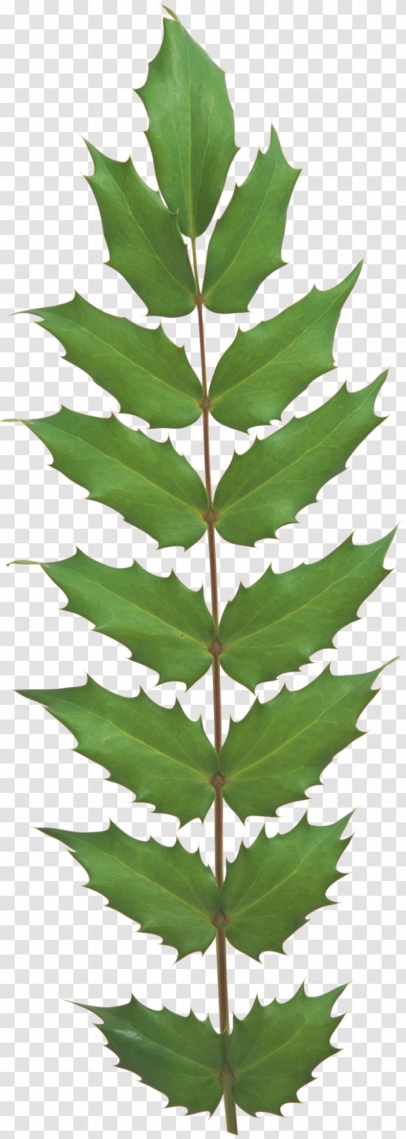 Leaf Evergreen Plant Stem Tree Vascular - Fir Transparent PNG