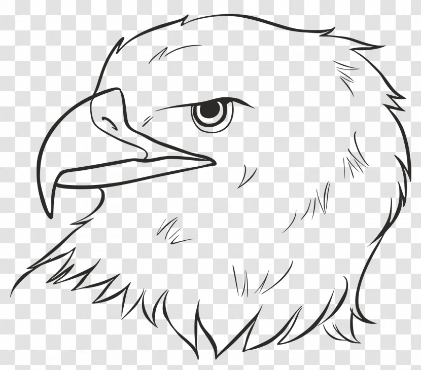 Bald Eagle Beak Bird Drawing - Feather Transparent PNG