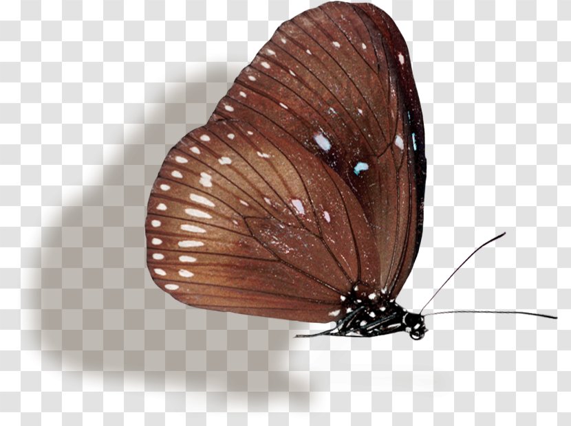 Brush-footed Butterflies Butterfly - Brushfooted Transparent PNG