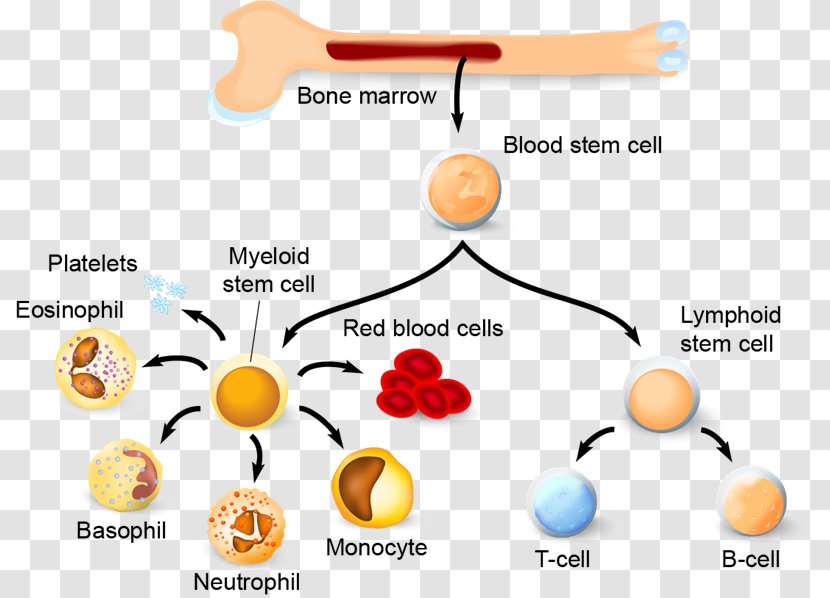 Haematopoiesis Hematopoietic Stem Cell Blood Immune System - Diagram Transparent PNG