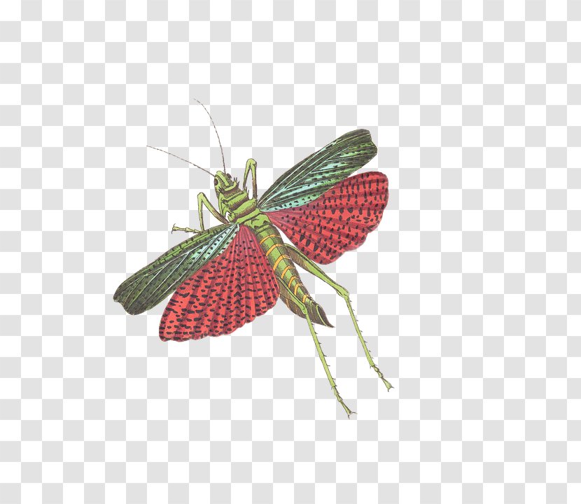 Insect Grasshopper Caelifera Illustration - Strawberry Transparent PNG