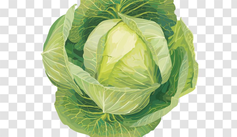 Cabbage Clip Art Collard Greens Transparency - Savoy - Rutabaga Vegetables Transparent PNG
