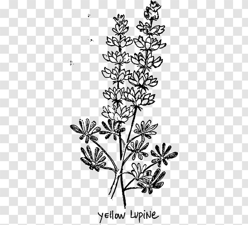 European Yellow Lupine Line Art Lupinus Albus - Black And White - Plant Transparent PNG