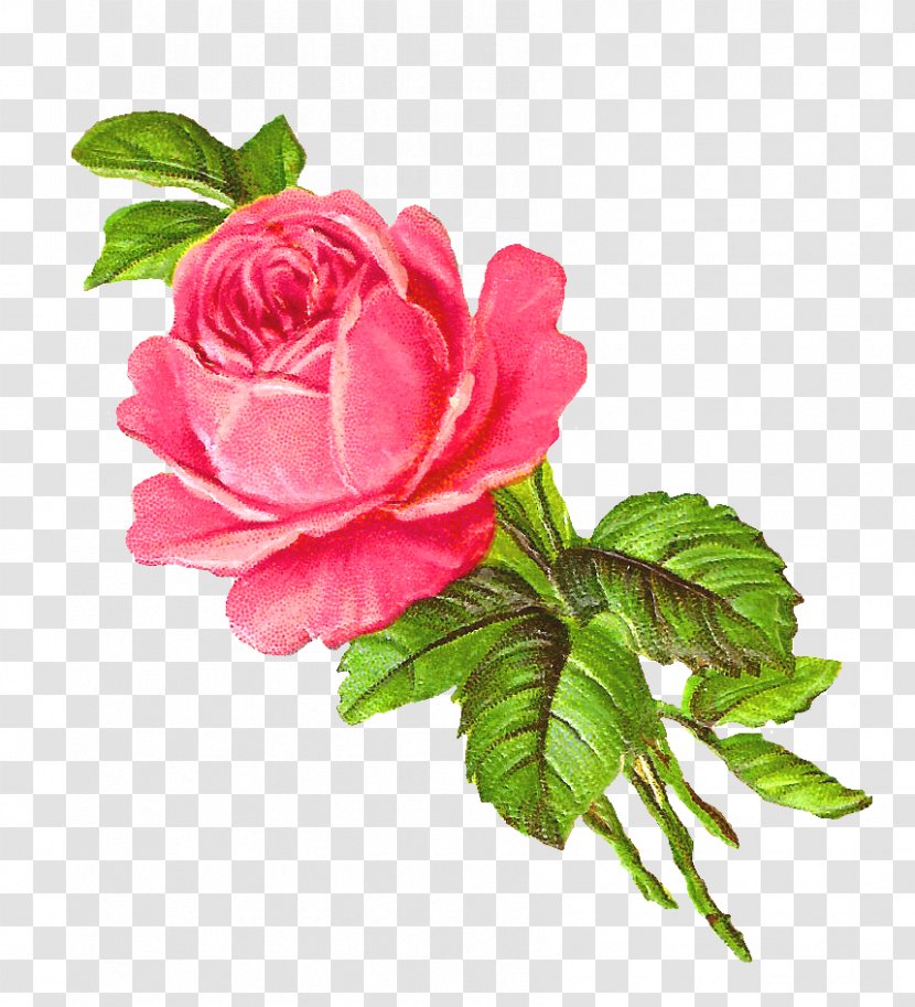 Rose Flower Pink Drawing Clip Art - Plant Transparent PNG