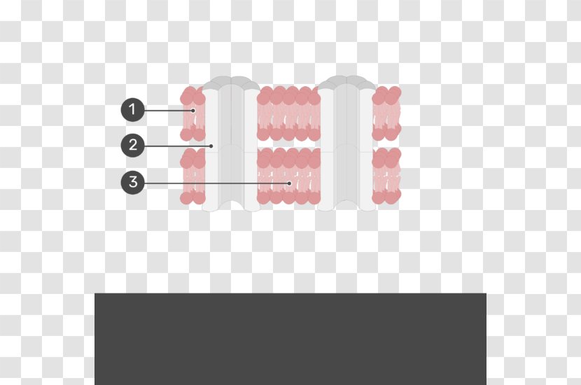 Gap Junction Intercalated Disc Cardiac Muscle Desmosome Myocyte - Tissue Transparent PNG