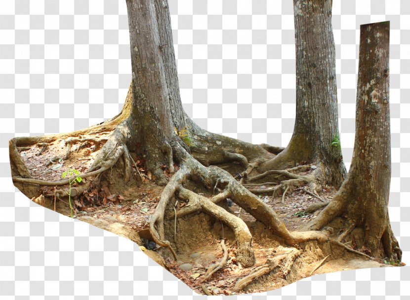 Trunk Driftwood Tree Stump Root - Leaf Transparent PNG