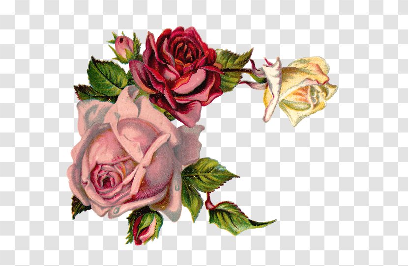 Rose Flower Pink Floral Design Clip Art - Petal - Botanical Transparent PNG