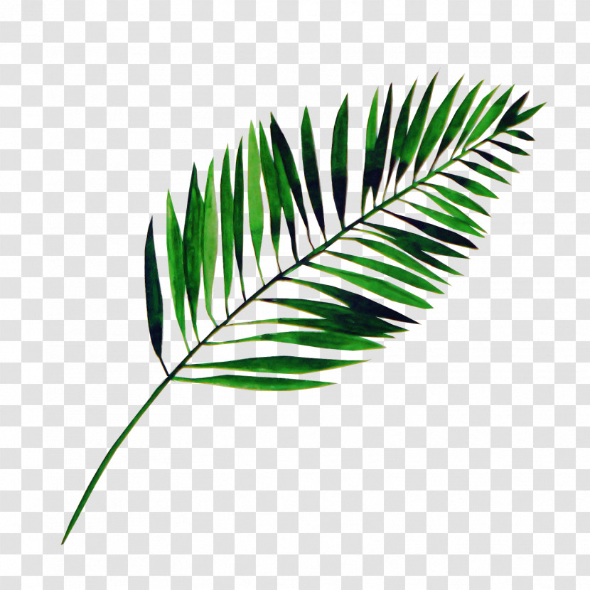 Palm Tree Transparent PNG