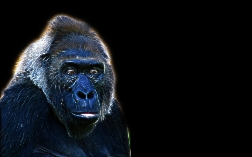 Gorilla Desktop Wallpaper High-definition Television Display Resolution 1080p - Snout Transparent PNG