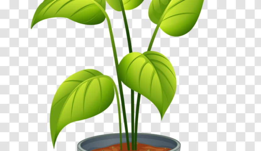 Clip Art Houseplant Illustration Flowerpot Vector Graphics - Plant Stem - Different Plants Transparent PNG