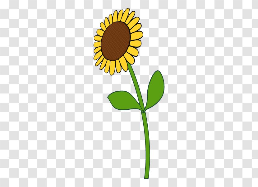 Common Sunflower Illustration Plants Clip Art - Seed - Sunflowers Transparent PNG