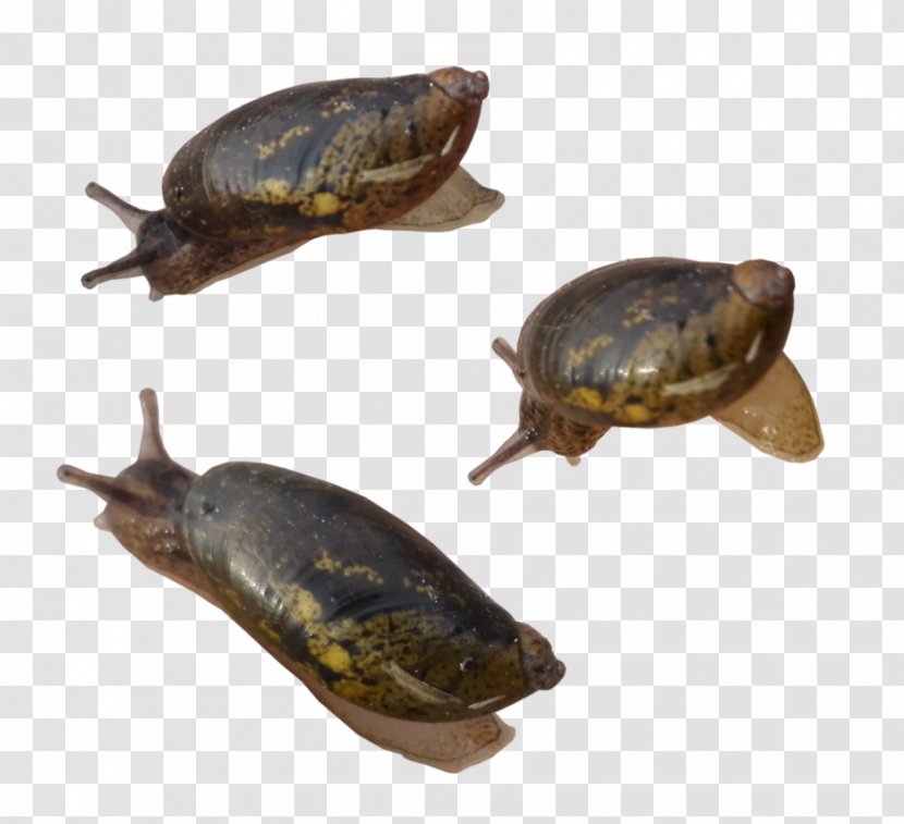 Snail Turtle Reptile Animal Gastropods - Emydidae Transparent PNG