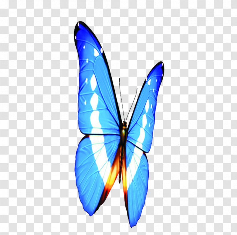 Monarch Butterfly Animation Brush-footed Butterflies Image - Japanese Cartoon - Animatronics Transparent PNG