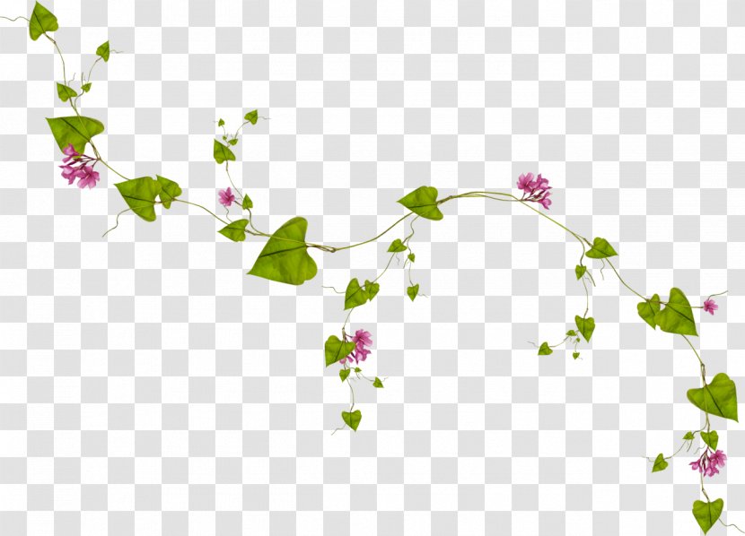 Leaf Vine Clip Art - Floral Design - Garland Frame Transparent PNG