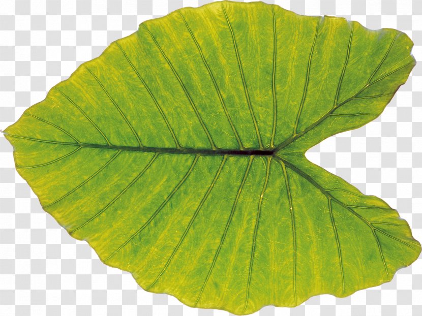 Leaf Stock Photography Plant - Royaltyfree - Leaves Transparent PNG