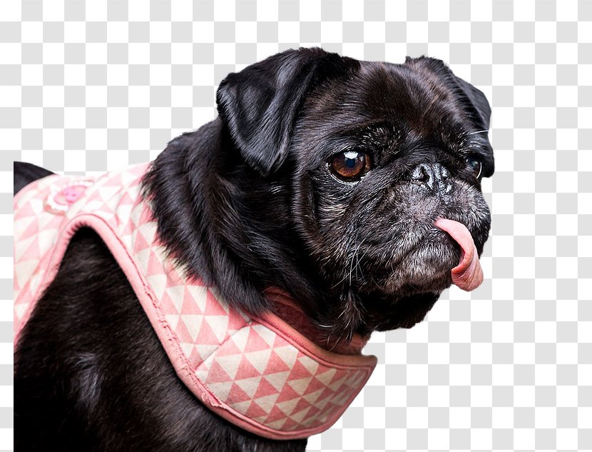 Pug Dog Breed Companion Toy Collar - Snout Transparent PNG