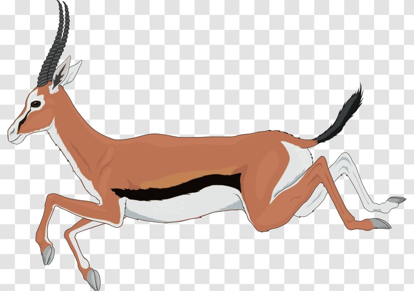 Antelope Pronghorn Clip Art Gemsbok - Springbok Transparent PNG