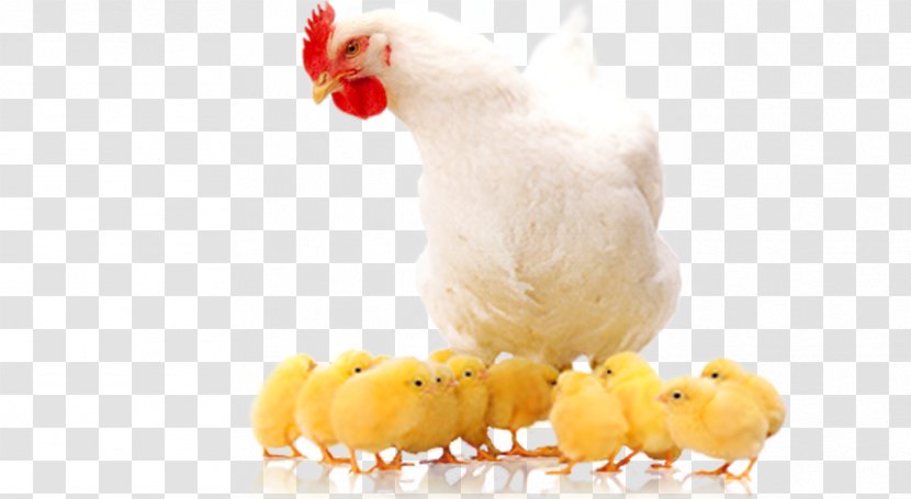 Broiler Chicken As Food Poultry Farming Transparent PNG