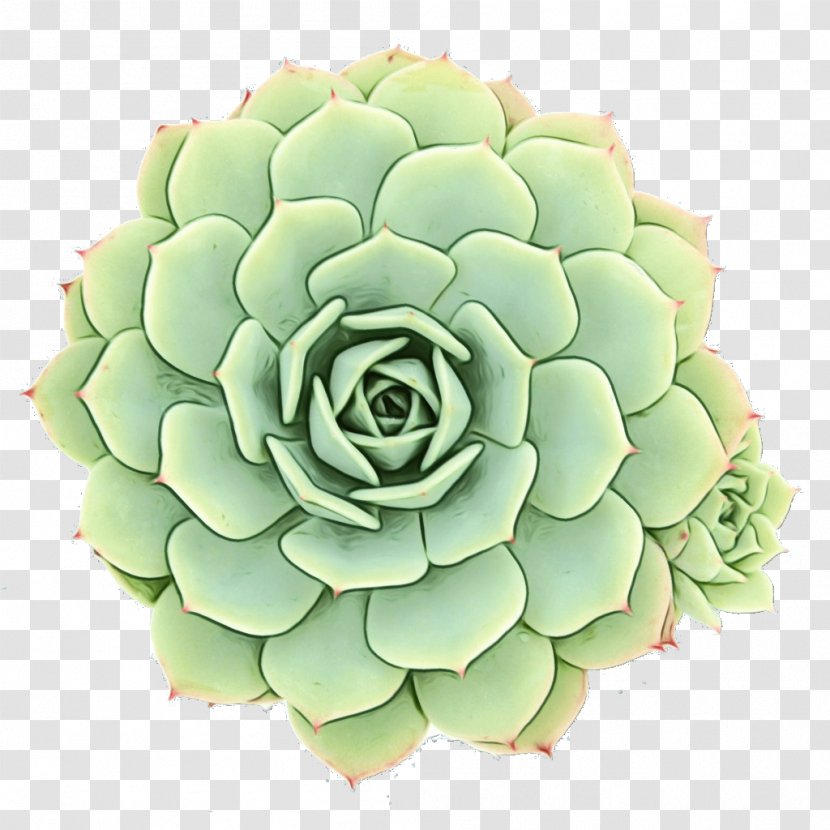 Succulent Plant Echeveria Elegans Cactus Plants Rosette - Widowsthrill - Green Transparent PNG