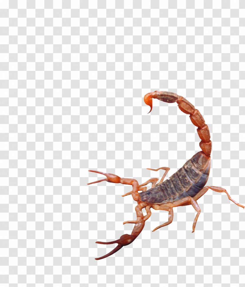 Scorpion Insect - Mealworm - Attack Transparent PNG